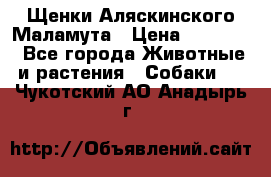 Щенки Аляскинского Маламута › Цена ­ 10 000 - Все города Животные и растения » Собаки   . Чукотский АО,Анадырь г.